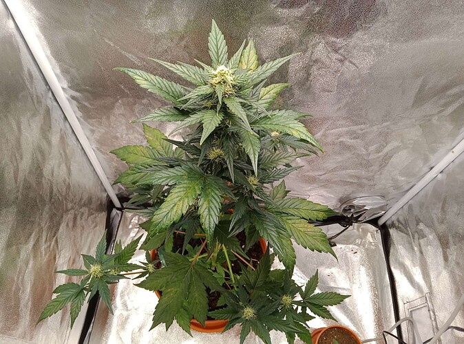 Compress_20240605_195909_9927