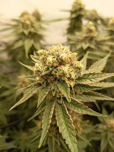 Growreport Bild 16