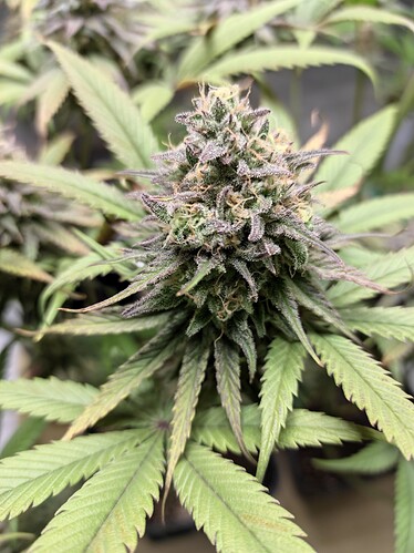 Growreport Bild 7