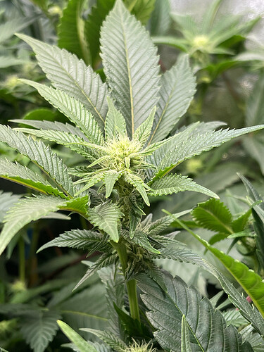 Growreport Bild 5