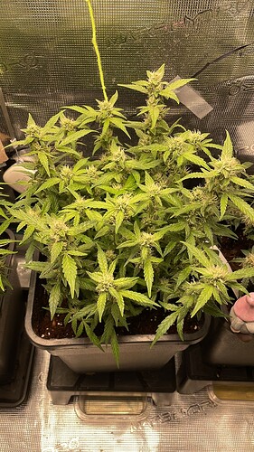 Growreport Bild 3
