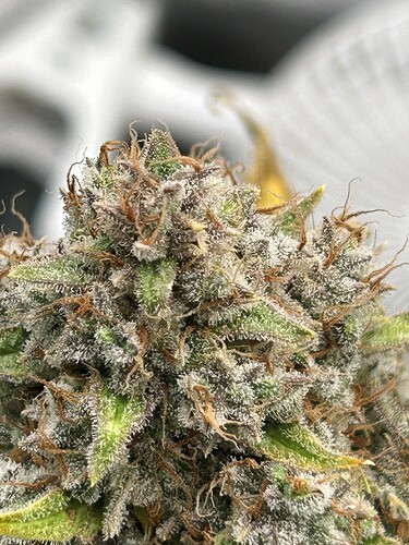 Growreport Bild 14