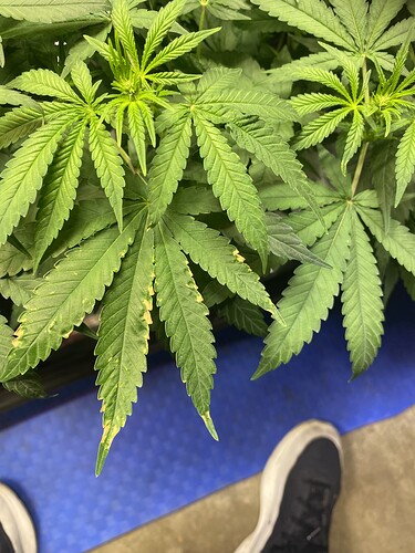 Growreport Bild 29