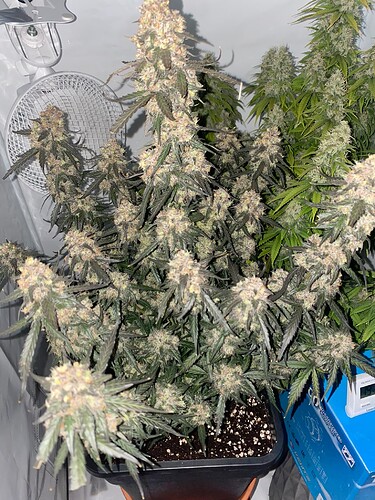 Growreport Bild 16