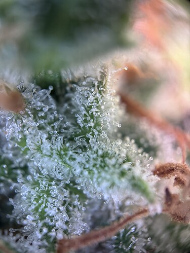 Growreport Bild 12