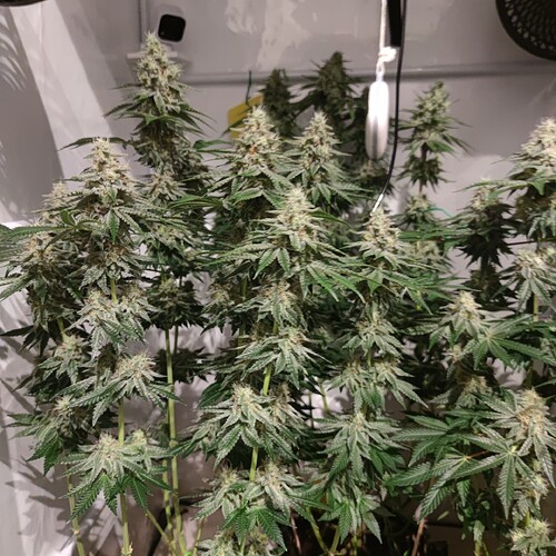 Growreport Bild 13