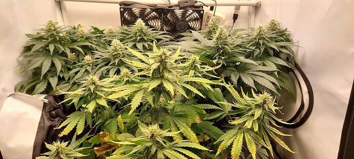 Growreport Bild 1