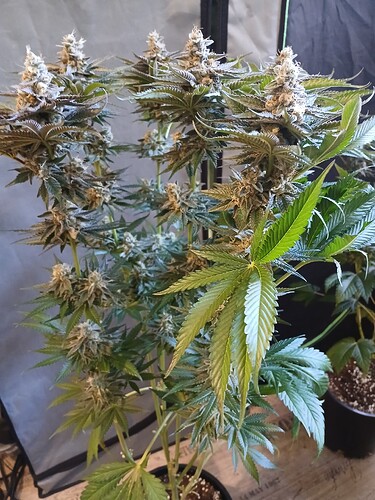 Growreport Bild 12