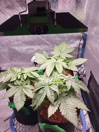 IMG_20241212_204834 - Kopie