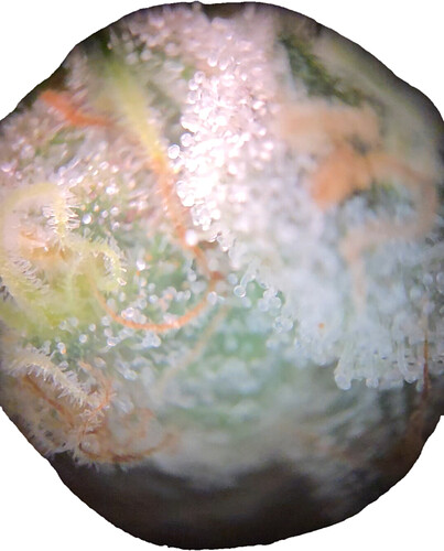Nahaufnahme der Trichome einer Cannabisblüte unter einem Mikroskop.