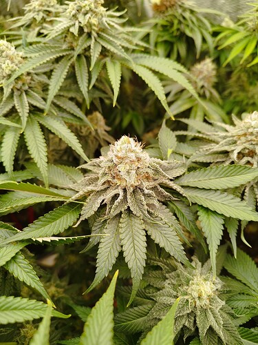 Growreport Bild 2