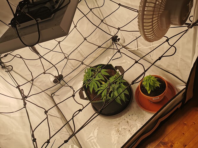 Growreport Bild 3