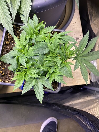 Growreport Bild 79