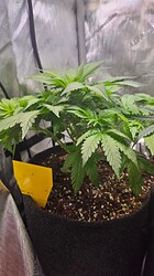 Growreport Bild 25