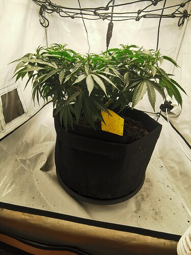 Growreport Bild 5