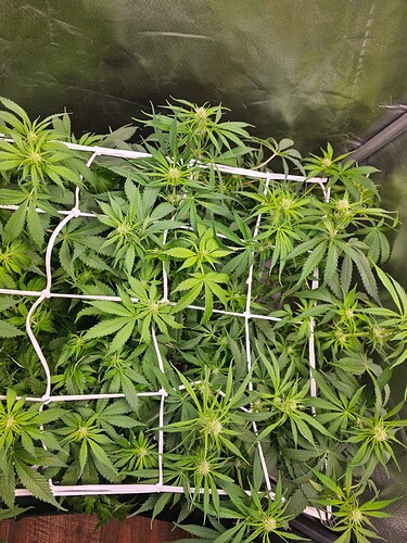 Growreport Bild 1