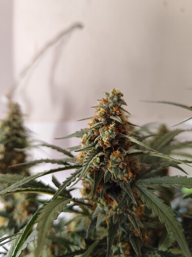 Growreport Bild 9