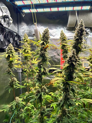 Growreport Bild 9