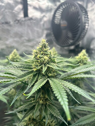 Growreport Bild 5