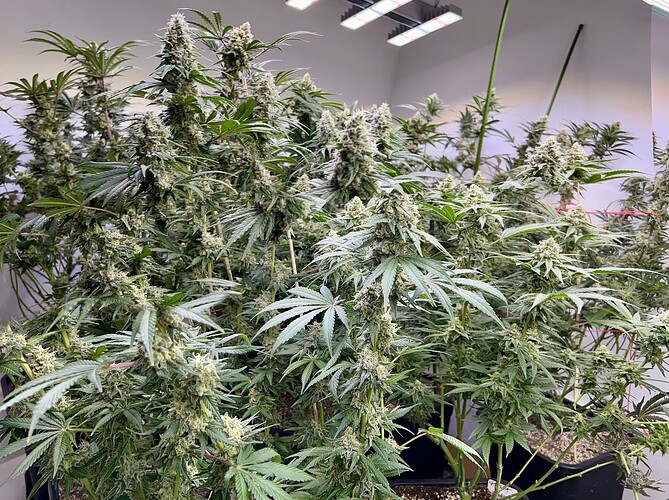 Growreport Bild 8