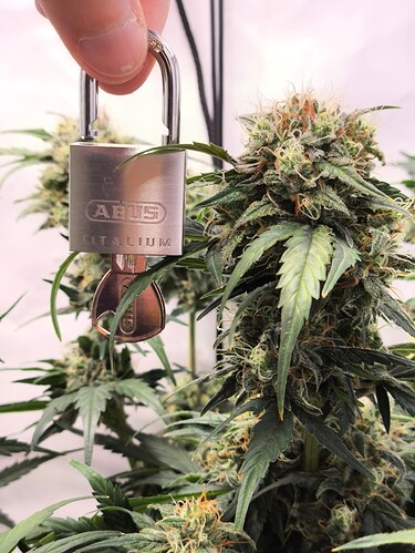 Growreport Bild 3
