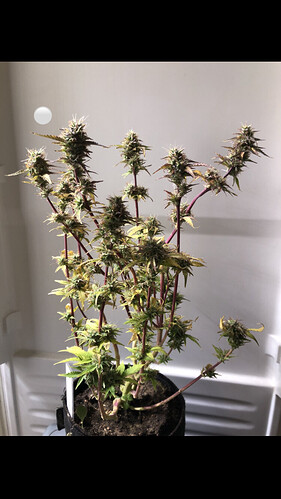 Growreport Bild 4
