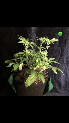 Growreport Bild 11