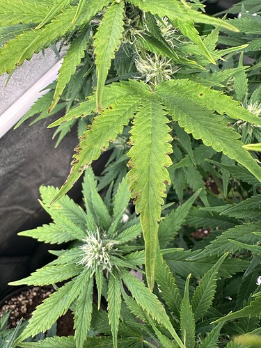 Growreport Bild 3