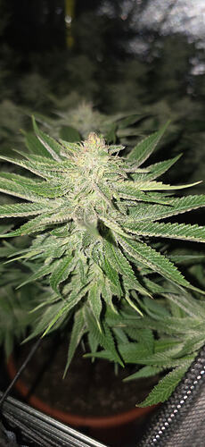 Growreport Bild 55