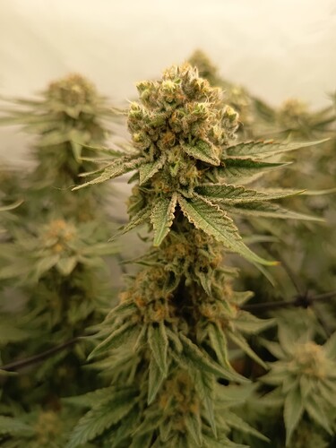 Growreport Bild 14
