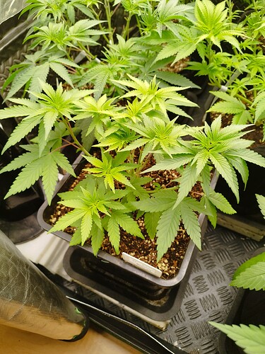 Mehrere junge Cannabispflanzen in Töpfen, die sich in der Wachstumsphase befinden. Die Blätter sind hellgrün und zeigen ein gesundes Wachstum.