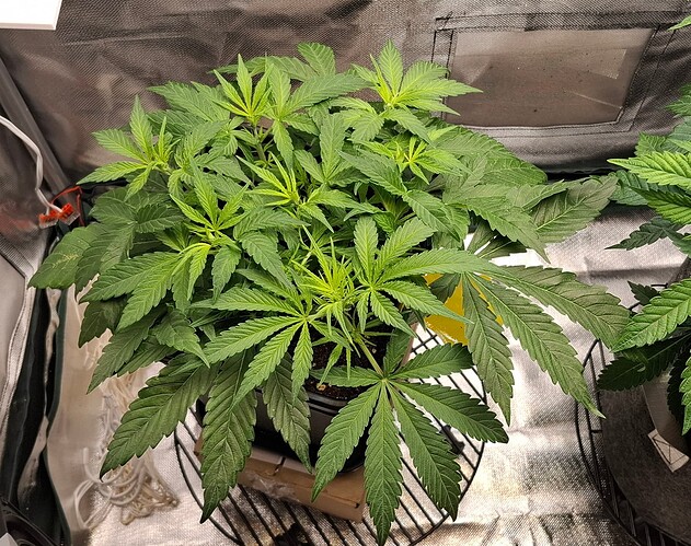 Growreport Bild 1