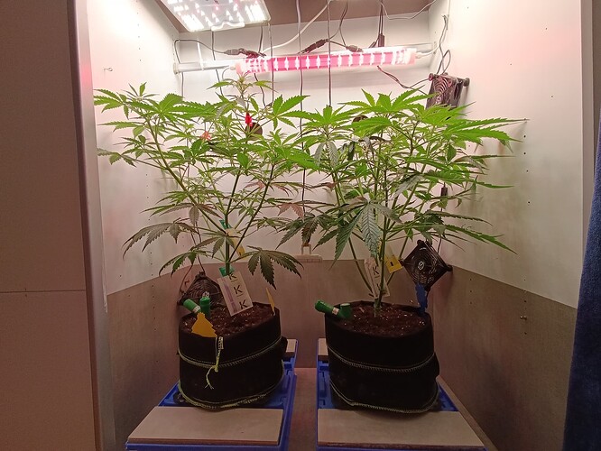Growreport Bild 35