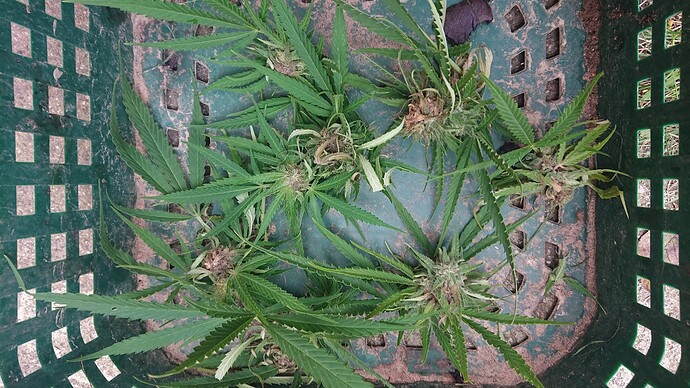 Growreport Bild 7
