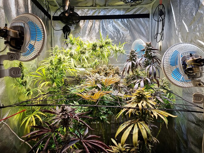 Mehrere Cannabis-Pflanzen in der Blütephase in einem Growzelt, beleuchtet von Grow-Lampen und belüftet durch Ventilatoren.