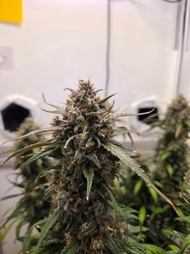 Growreport Bild 11