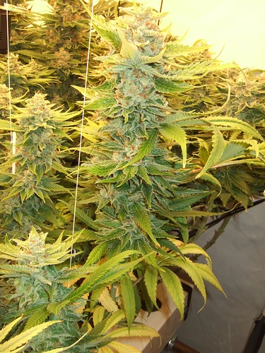 Growreport Bild 20