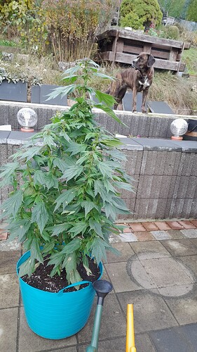 Growreport Bild 9