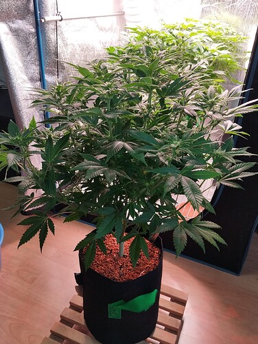 IMG_20250123_153839 - Kopie