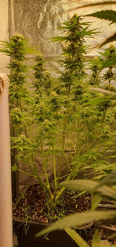 Growreport Bild 9