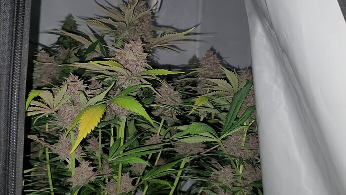 Screenshot_20240504_103128_Video Player