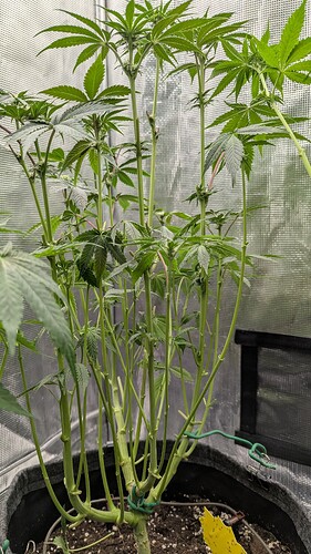 Growreport Bild 7