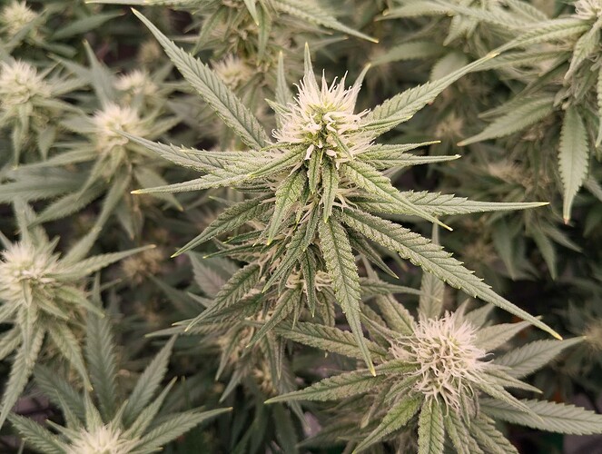 Growreport Bild 15