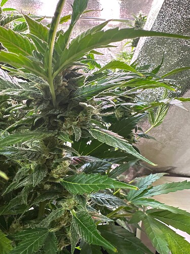 Growreport Bild 5
