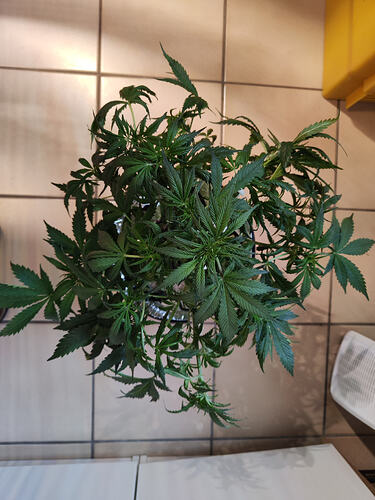 Growreport Bild 3
