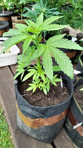 Growreport Bild 14