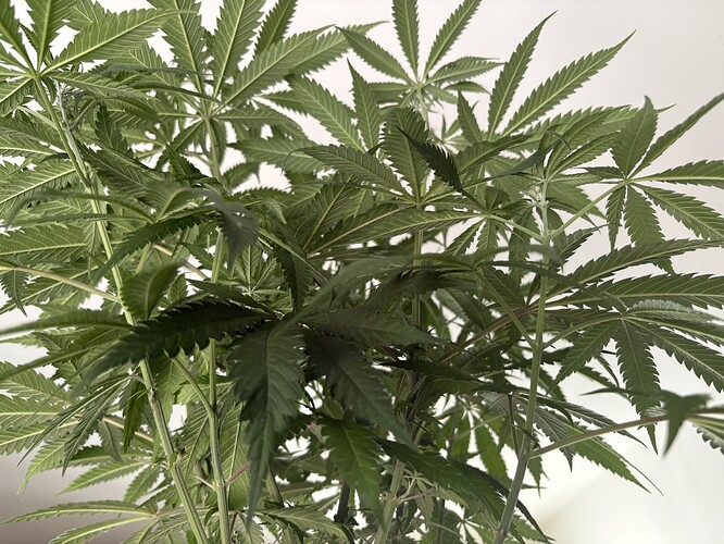 Growreport Bild 6