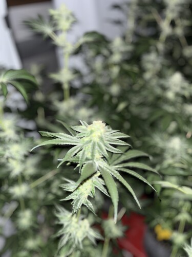 Growreport Bild 16