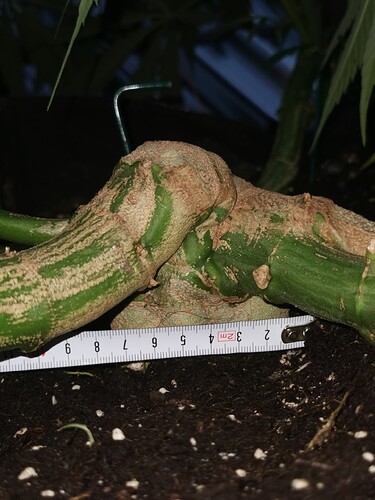 Growreport Bild 9