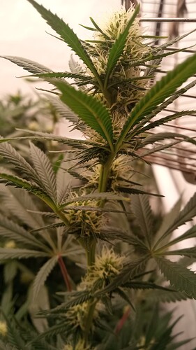 Growreport Bild 6